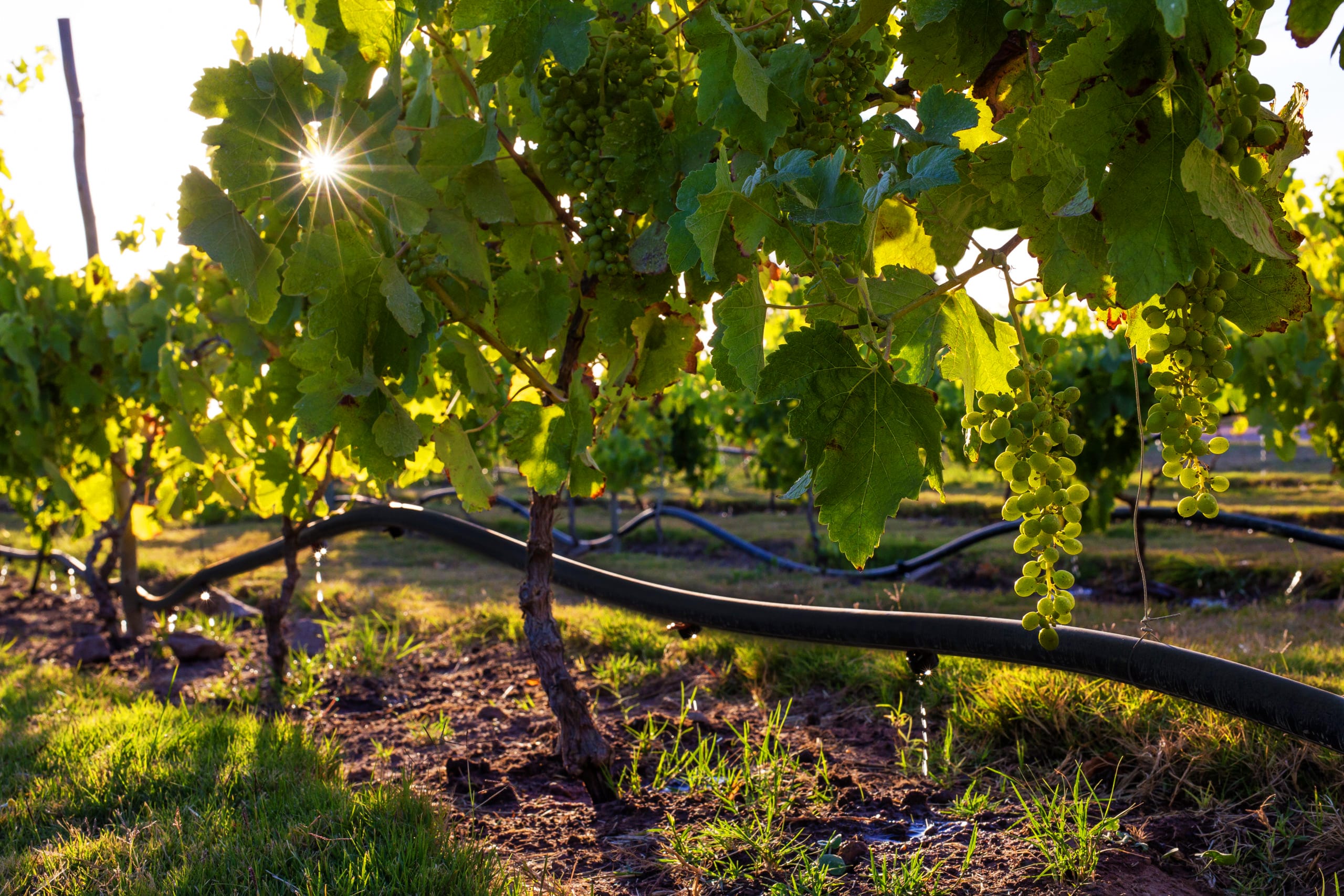 Grapevines-being-fed-via-drip-irrigation копия