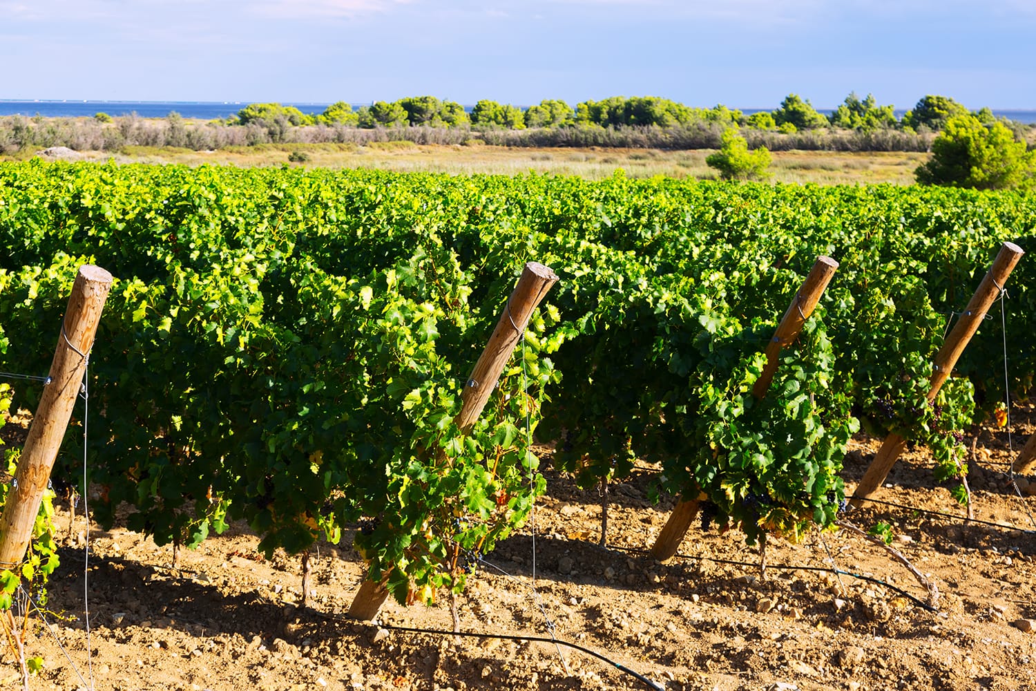 r222ural-landscape-vineyards-plant копия